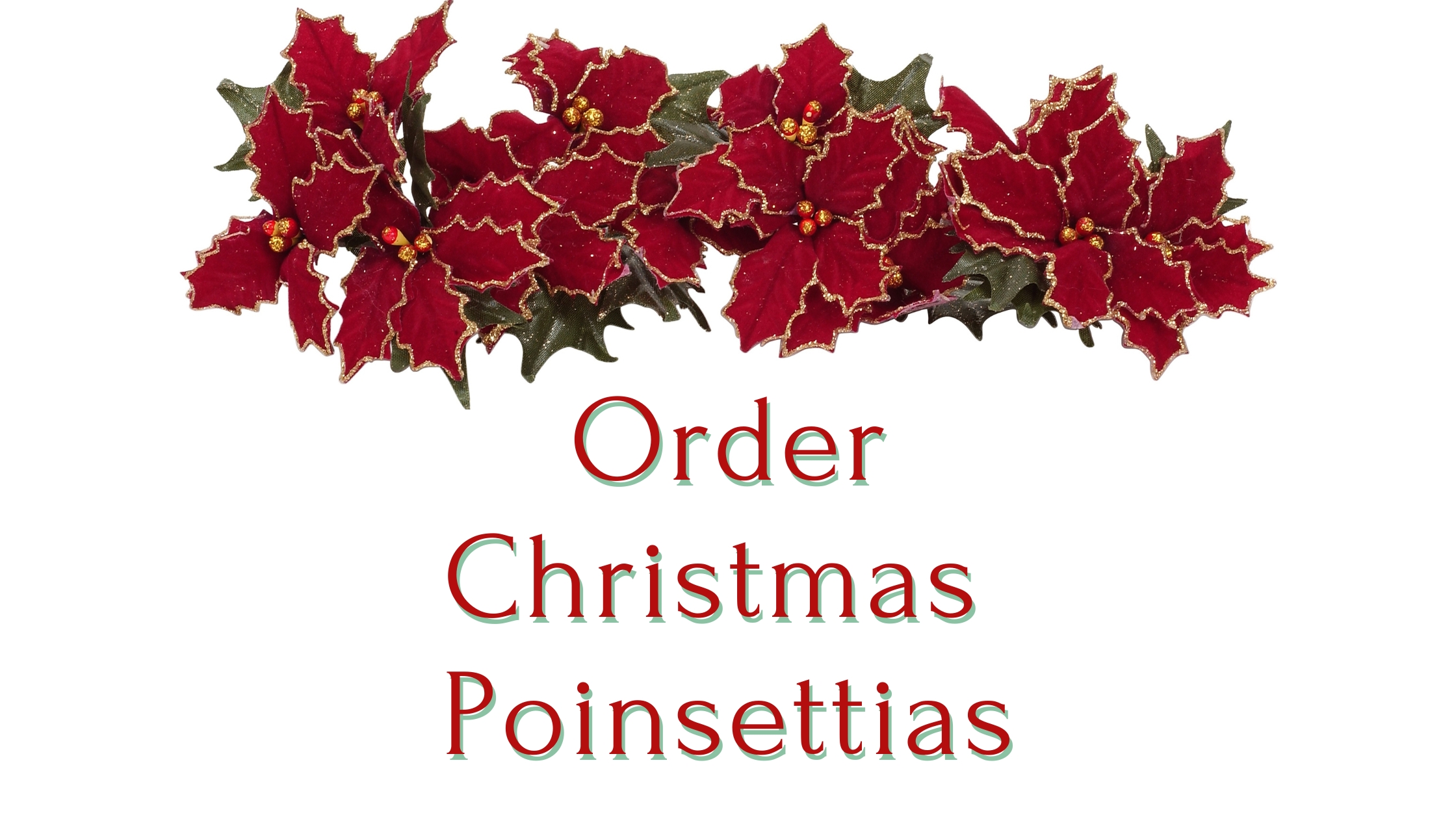 Order_Christmas_Poinsettias.jpg